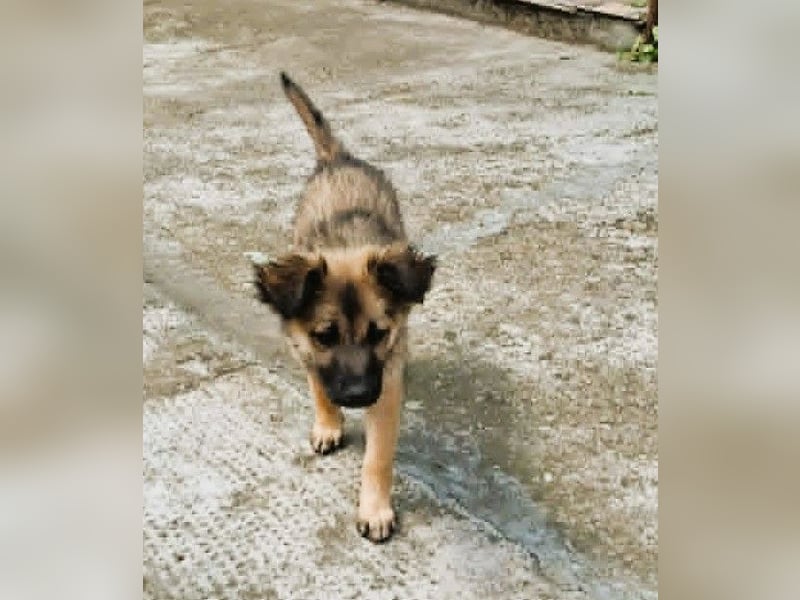 CARA - zauberhaftes junges Hundemädchen sucht ihr Zuhause für immer