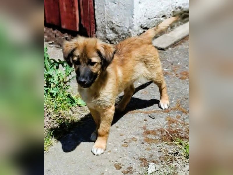 CODY – zauberhafter junger Hundebub sucht sein Zuhause für immer