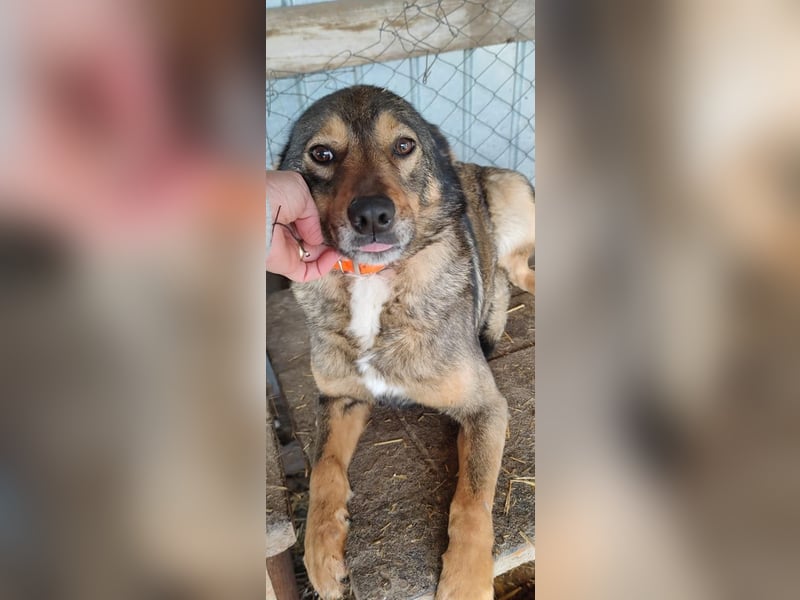 Liebe Moni – sucht besonders liebes Zuhause zum durchstarten