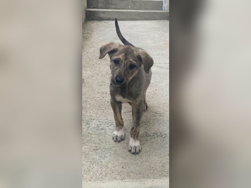Kleines Hundekind „SUMMER“ bringt die Sonne ins Haus
