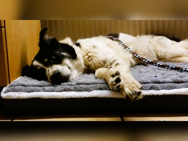 LUNA – ein liebes Hundemädchen wartet in PLZ 76707 auf Besuch