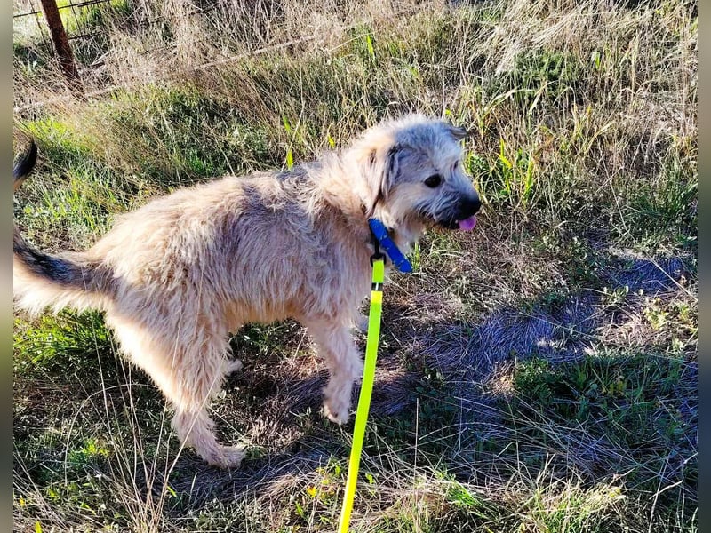 Strubbel-Wuschel *Jack* sucht unbedingt ein warmes Plätzchen