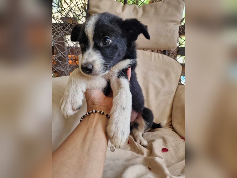 Lieblingsmenschen für die bezaubernde „Foxi“ gesucht