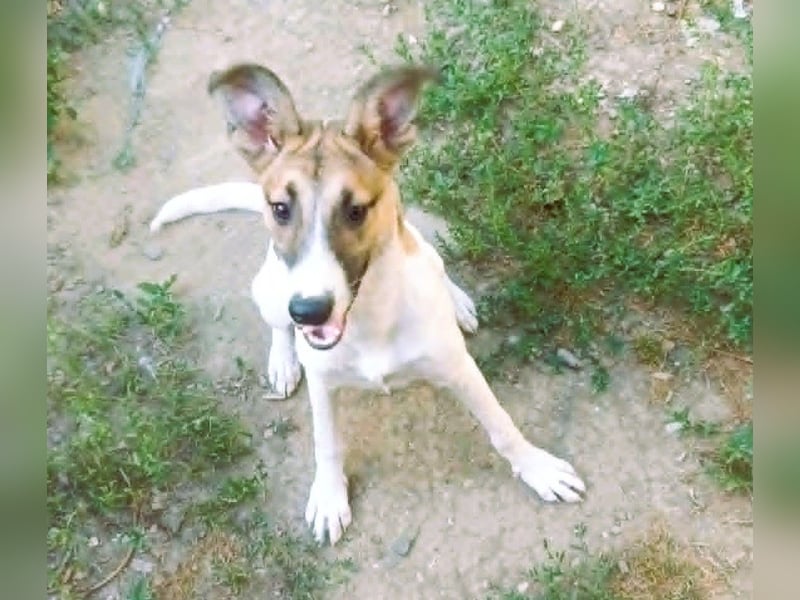 Super hübsches Hundekind „ TESSA „ sucht ihr Zuhause für immer