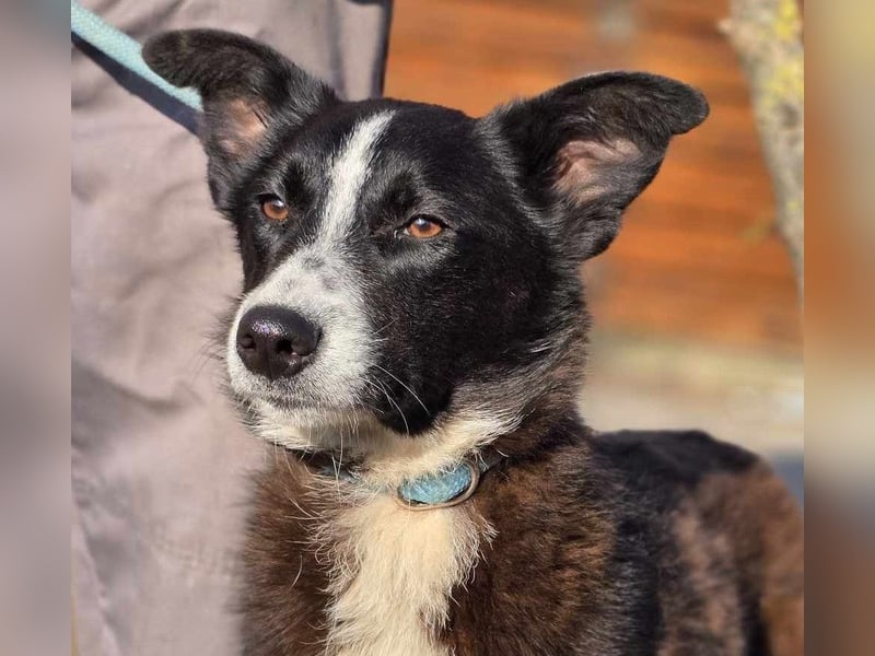 Lieblingsmenschen für die bezaubernde „Foxi“ gesucht