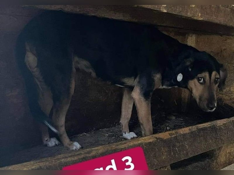 Hanni - das ganz besonders hübsche Mädchen