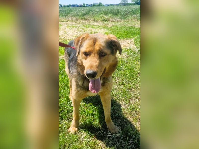 Sajan - ein Freund und noch viel mehr Sajan - ein Freund und noch viel mehr