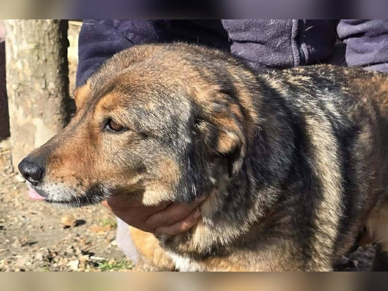 Liebe Moni – sucht besonders liebes Zuhause zum durchstarten