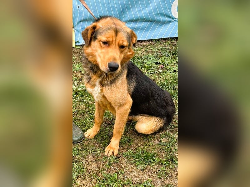 Sajan - ein Freund und noch viel mehr Sajan - ein Freund und noch viel mehr