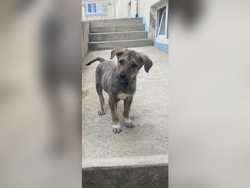 Kleines Hundekind „SUMMER“ bringt die Sonne ins Haus