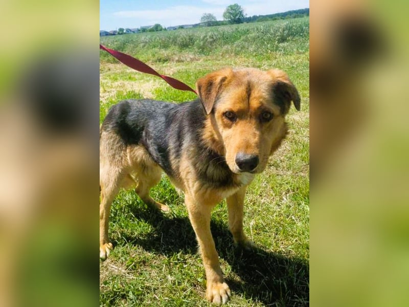 Sajan - ein Freund und noch viel mehr Sajan - ein Freund und noch viel mehr