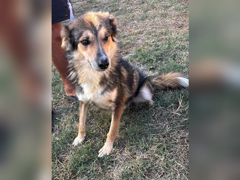 Nelu – sucht seine Herzmenschen für immer