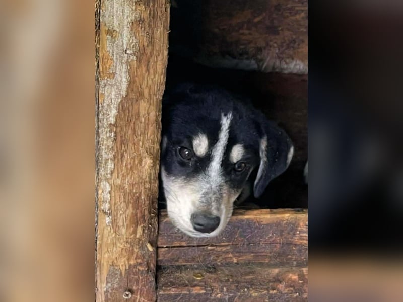 Trudi - die Dritte im Bunde - zuckersüßes Hundekind sucht ihre Family