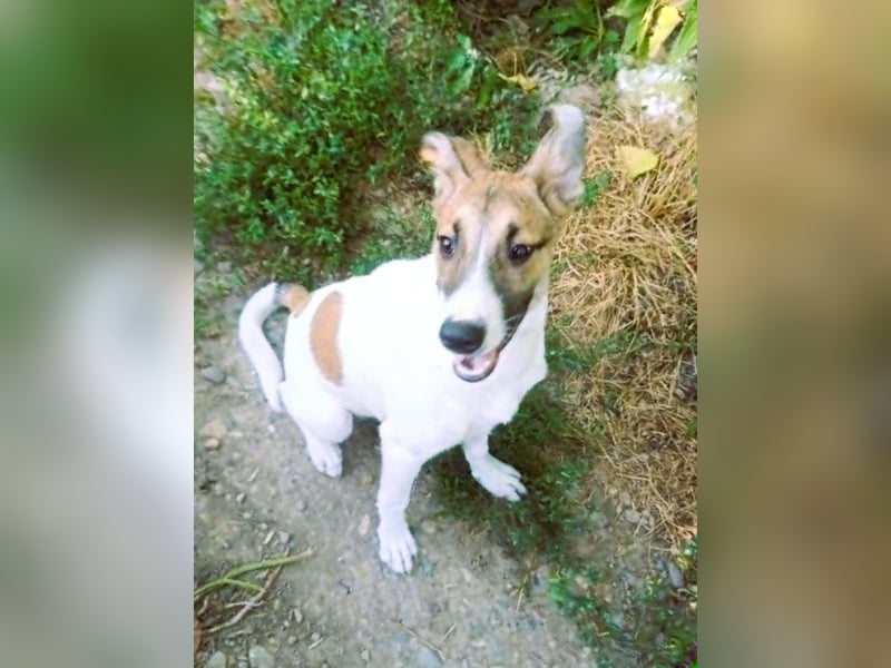 Super hübsches Hundekind „ TESSA „ sucht ihr Zuhause für immer