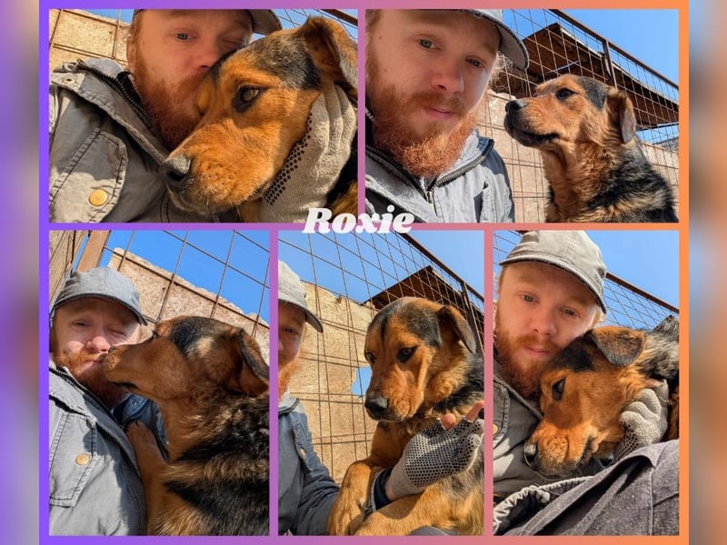 Traumjunge „ Roxie „ - ist bereit für ein neues Leben