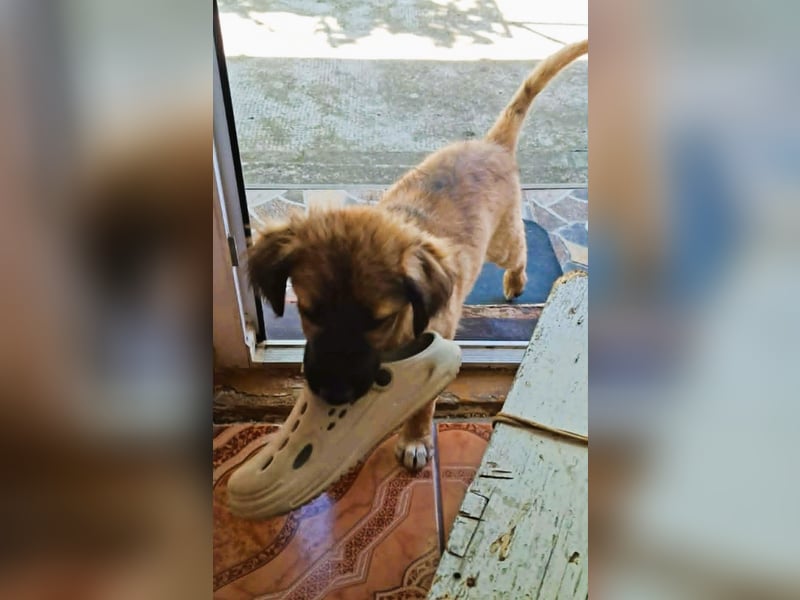CODY – zauberhafter junger Hundebub sucht sein Zuhause für immer