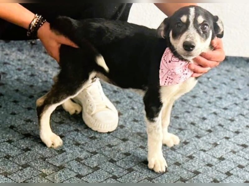 Trudi - die Dritte im Bunde - zuckersüßes Hundekind sucht ihre Family