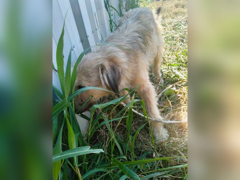 Strubbel-Wuschel *Jack* sucht unbedingt ein warmes Plätzchen