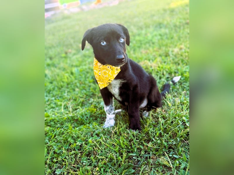 Ein Blickfang pur – das ist Hundekind Mila