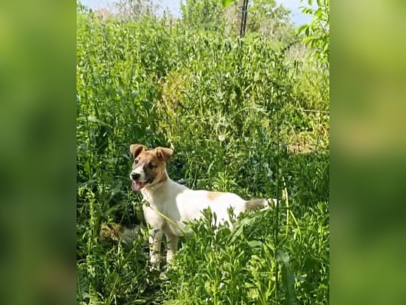 Super hübsches Hundekind „ TESSA „ sucht ihr Zuhause für immer