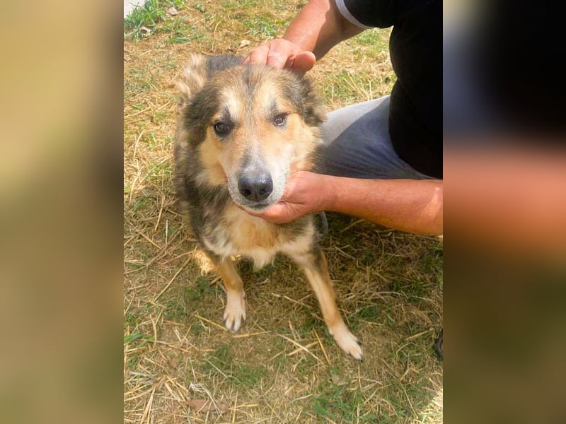 Nelu – sucht seine Herzmenschen für immer