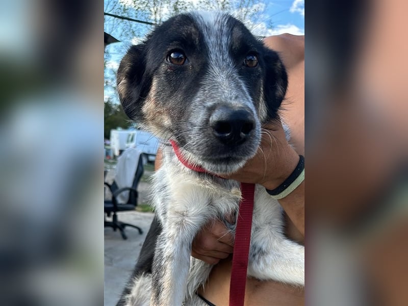 Hübscher Loki – ist startklar für ein neues Leben