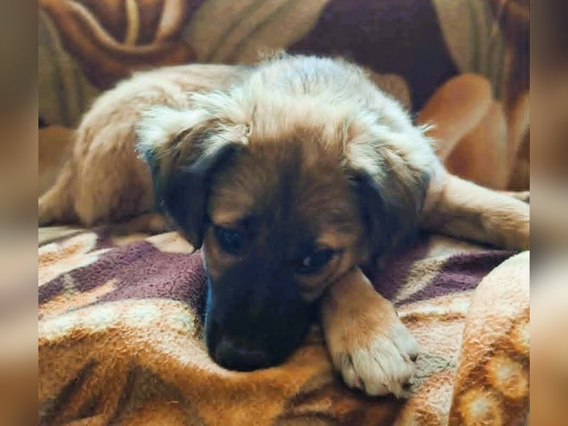 CODY – zauberhafter junger Hundebub sucht sein Zuhause für immer