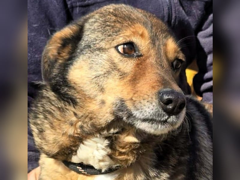 Liebe Moni – sucht besonders liebes Zuhause zum durchstarten