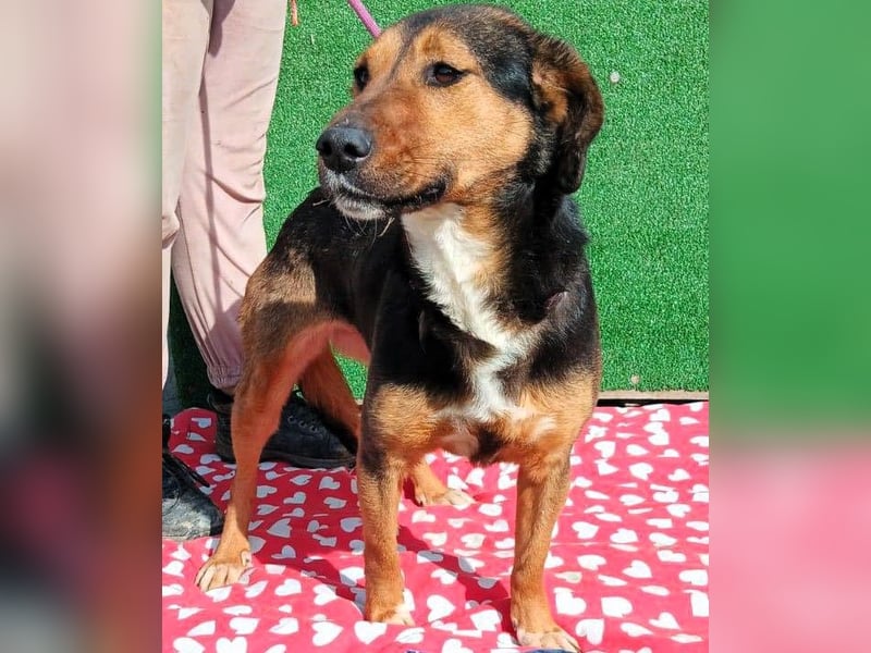 Hanni - das ganz besonders hübsche Mädchen