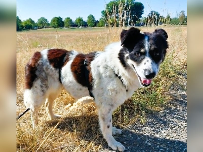LUNA – ein liebes Hundemädchen wartet in PLZ 76707 auf Besuch