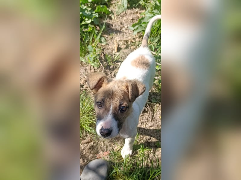 Tessa – kleines Hundekind sucht ihr Zuhause für immer