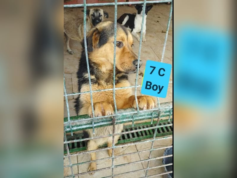 Traumjunge „ Roxie „ - ist bereit für ein neues Leben