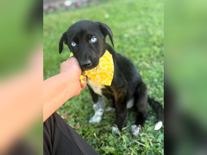 Ein Blickfang pur – das ist Hundekind Mila