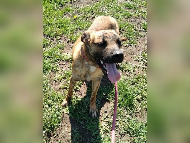 Bildhübscher TOTO - auf der Suche nach seinem Glück