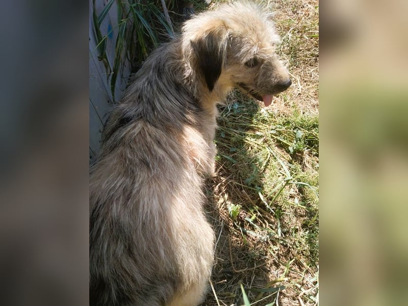 Strubbel-Wuschel *Jack* sucht unbedingt ein warmes Plätzchen