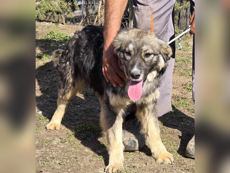 *Amy* mit einem Gesichtchen wie gemalt ca. 1 Jahr