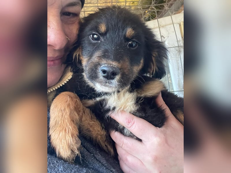 Das Glück hat 4 Pfoten und heißt „ BAJA „