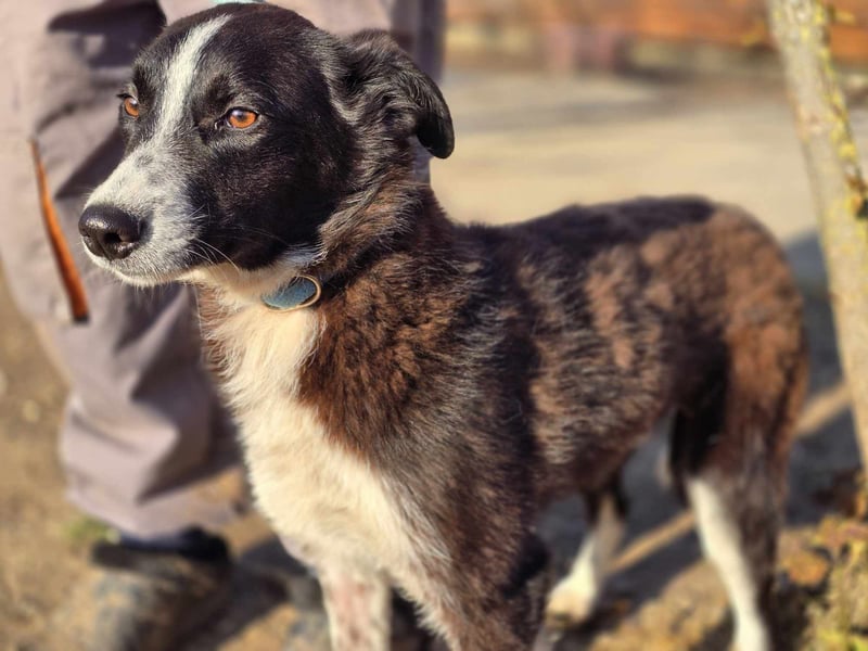 Lieblingsmenschen für die bezaubernde „Foxi“ gesucht