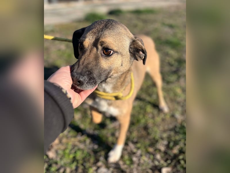Sunny - super lieber Sonnenschein sucht genau DICH