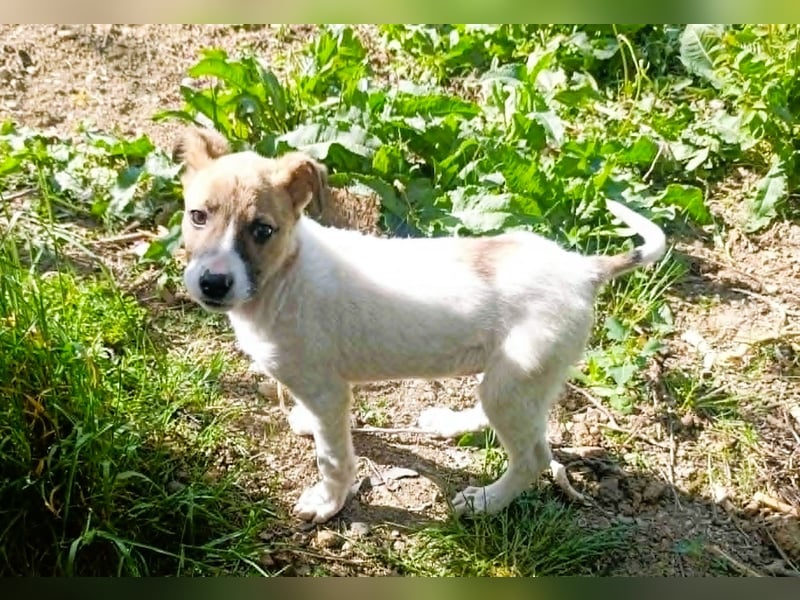 Tessa – kleines Hundekind sucht ihr Zuhause für immer