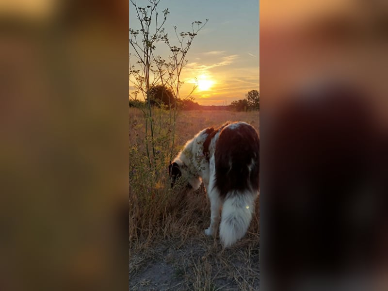 LUNA – ein liebes Hundemädchen wartet in PLZ 76707 auf Besuch