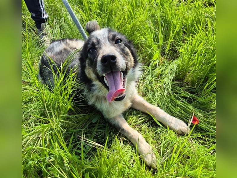 Hübscher Loki – ist startklar für ein neues Leben