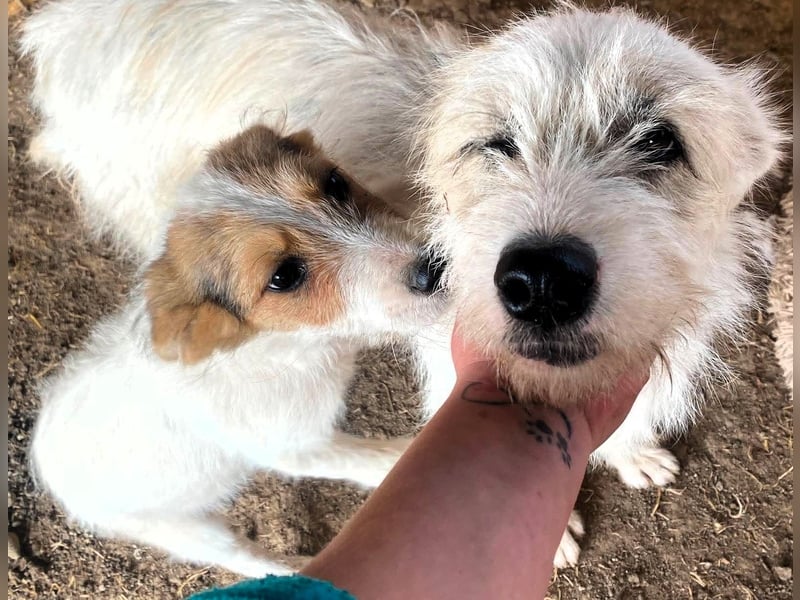 Sammy - kleiner Sonnenschein sucht Familienanschluss