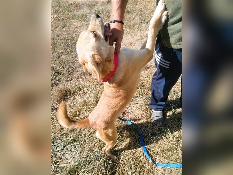 SEPPI – Fiffikus mit ganz viel Charme