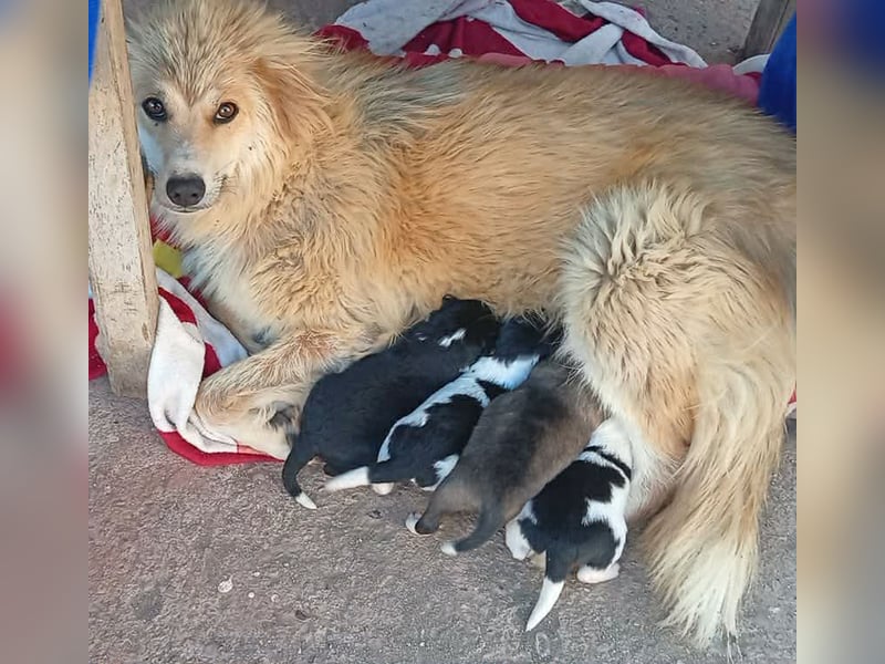 Hundekind Bella – macht ihrem Namen alle Ehre
