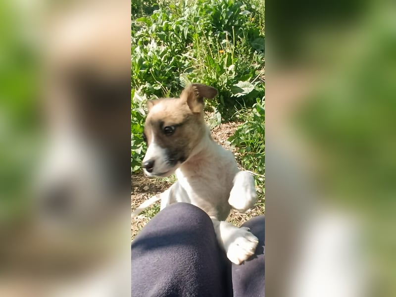 Tessa – kleines Hundekind sucht ihr Zuhause für immer