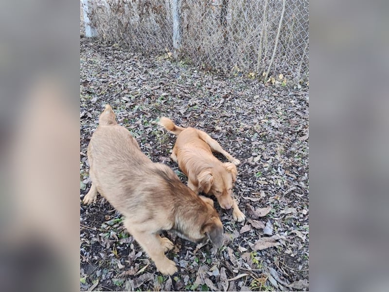 Hallo Welt – ich, der Marc, suche ein Zuhause