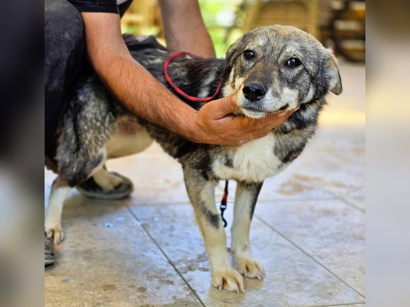 *Charlie Girl* liebes und hübsches Mädchen ca. 1 Jahr