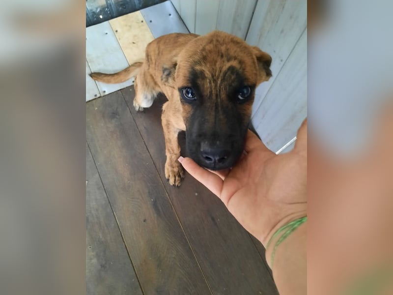 Bildhübscher TOTO - auf der Suche nach seinem Glück