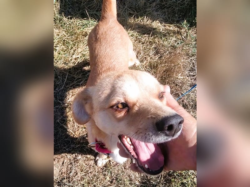 SEPPI – Fiffikus mit ganz viel Charme